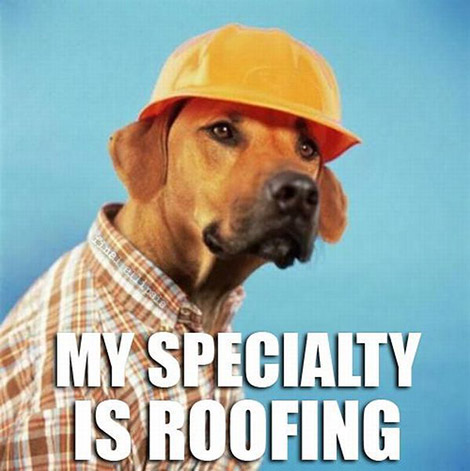 construction_dog